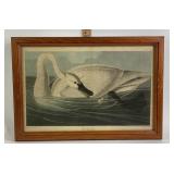 Framed Audubon Trumpeter Swan Print