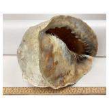 Large Gastropod Conch Shell