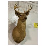 Taxidermy 8 Point Buck shoulder mount
