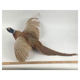 Taxidermy Ring-Necked Pheasant Mount