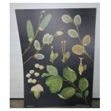 Botanical poster, 44"x32"