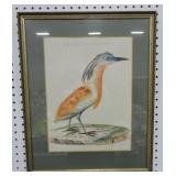 Arden Ralloids bird print 21"x17"