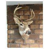 7pt Whitetail Buck Shoulder Mount