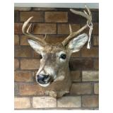 8pt Whitetail Buck Shoulder Mount