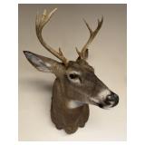 8pt Whitetail Buck Shoulder Mount