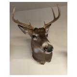 8pt Whitetail Buck Shoulder Mount