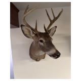 9pt Whitetail Buck Shoulder Mount