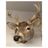 8pt Whitetail Buck Shoulder Mount
