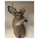 6pt Whitetail Buck Shoulder Mount