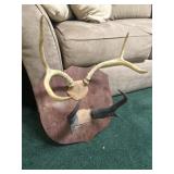 Pronghorn Antelope Horns & Whitetail Deer Antlers