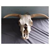 Hanging Bull skull