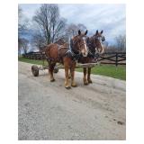 Lot# 26 & 27  3yro Belgian Geldings