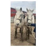 Lot# 34 & 35 18yro Percheron Geldings
