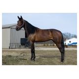 Lot# 235  4yro Stdbred Mare  Sire: Stormin Norman  Dam: Rally By The River  by: Davanti