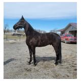 Lot# 237  7yro Stdbred Gelding  Sire; Sunshine Beach