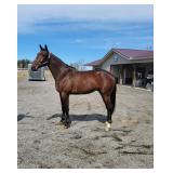 Lot# 238  3yro Stdbred Gelding  Sire: Betters Delight