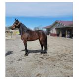 Lot# 239 3yro Stdbred mare  Sire: Big Jim