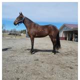 Lot# 239A 3yro Stdbred Mare  Sire: All Bets Off  Sire of Dam: American Ideal