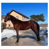 Lot# 303 4yro Stdbred Gelding  Sire: Konch My Way  Sire of Dam: Terminator P