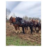 Lot# 38 3yro Percheron Gelding