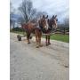 Lot# 12 & 13 3 & 4yro Belgian Geldings