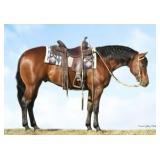 4 yr old AQHA Gelding Will be selling at the Spring 2023 Horse Auction May 6  More info coming soon