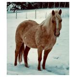 Lot# 495  14 yro QH/Haflinger Cross Mare