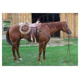  Lot# 434  5 yr. old AQHA gelding Sire: Extreme Classic Style, Dam: I