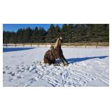 Lot# 455 4yro Belgian Cross gelding 17.2 HH