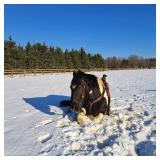 Lot#467  9yro Spotted Draft Cross Gelding