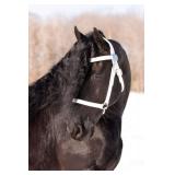  Lot# 453  7 yr. old Friesian Gelding selling at Auction  Broke to ride and drive.