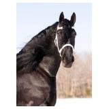 Lot# 453 https://youtu.be/5Z_8DsH2QIc