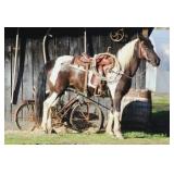 Lot#424  6yro Paint Mare