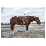 Lot# 437  Belgian-QH Cross mare 4yro