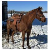 Lot# 501 QH Gelding 8 yrs old