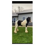 Lot# 507 2 yr old Gypsy Vanner Stallion