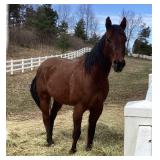 Lot# 519  QH gelding  11yro