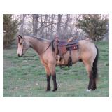 Lot# 536 9 yr old Grade QH Gelding