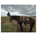 Lot# 540 14 yr old Warmblood Gelding