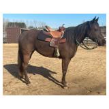 Lot# 569 AQHA Mare 9yro   Sire:Black Smokin Dee  Dam: Dan