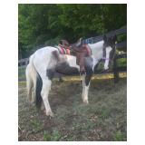 Lot# 593 4yro Mustang Mare