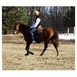 Lot# 602 4yro QH Gelding