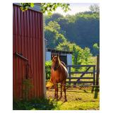 Lot# 625 16yro QH Mare