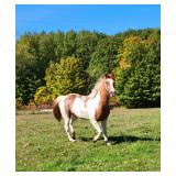 Lot# 628 15yro Paint Gelding