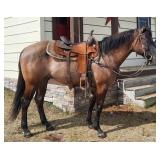 Lot# 431 AQHA Gelding 3 yrs old  Sire: Iced Platinum