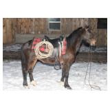 Lot# 440 6yro Shetland Gelding
