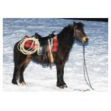 Lot# 441 6yro Pony Mare