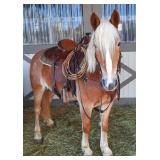 Lot# 447 11yro Haflinger Gelding