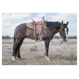 Lot# 448 8yro AQHA Gelding  Sire: Dual Badger Boon  Dam: Don