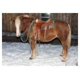 Lot# 451 14yro Belgian-Pony Cross Mare